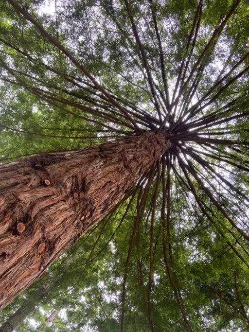 ~* The Spectacular Spyglass Treehouse *~ Occidental Exterior photo